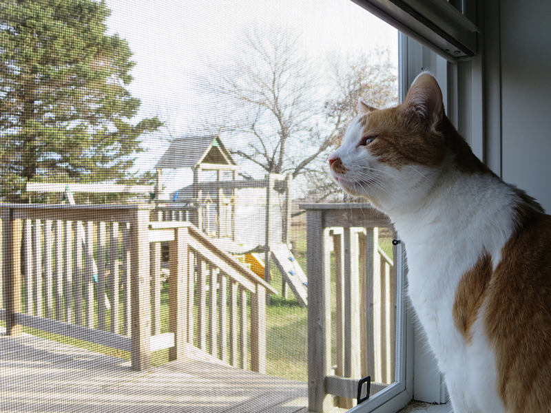 Charlie the cat enjoying the outdoor smells.